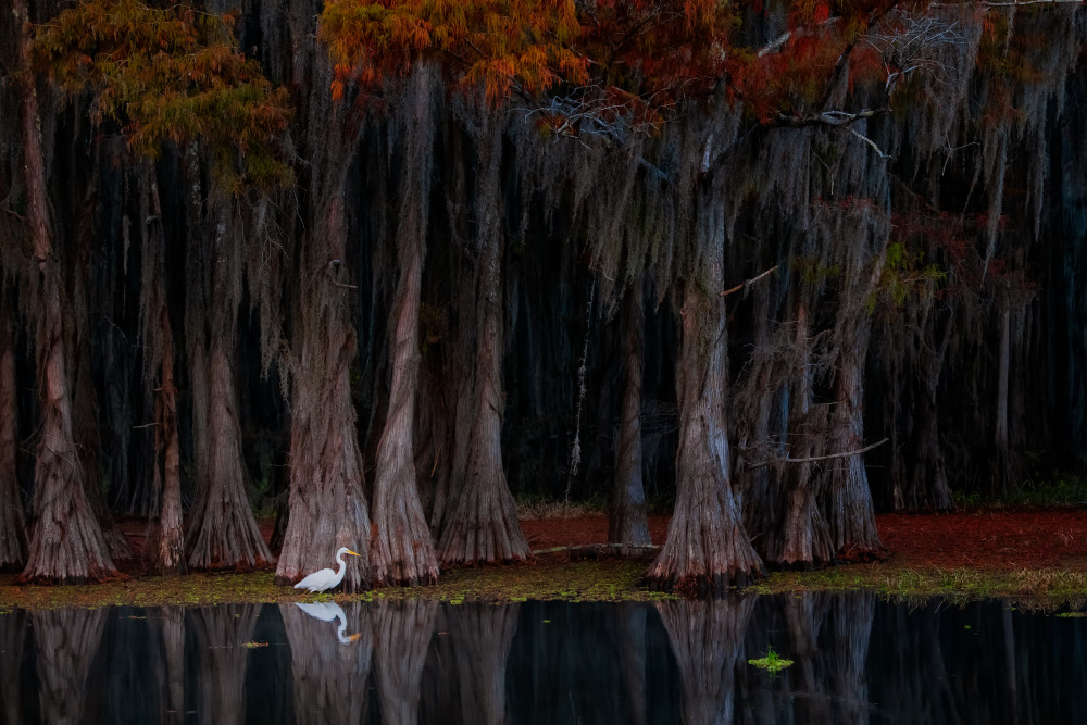 The swamp in autumn von Luigi Ruoppolo