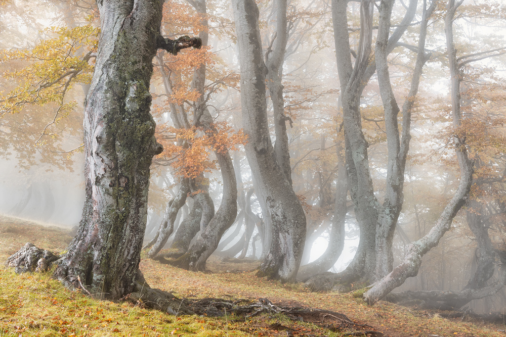 The old beech tree von Luigi Ruoppolo