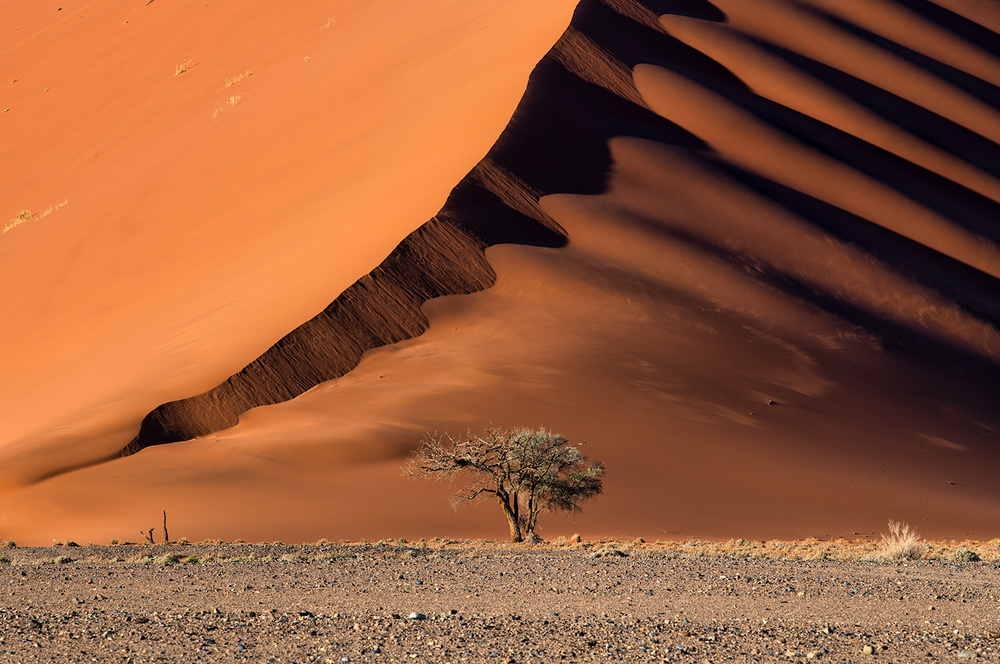 The dune and the tree von Luigi Ruoppolo