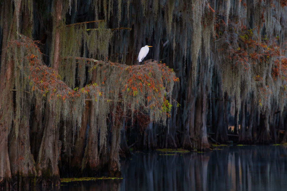 White heron on the Spanish moss von Luigi Ruoppolo