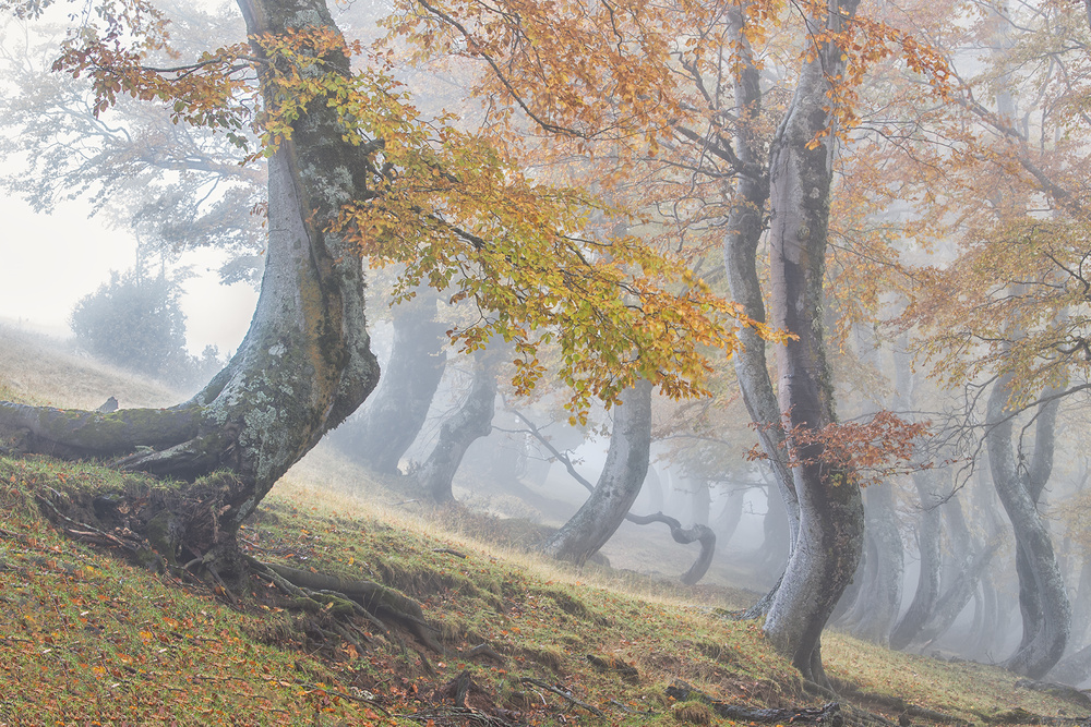 Twisted beeches in Laga mountains von Luigi Ruoppolo