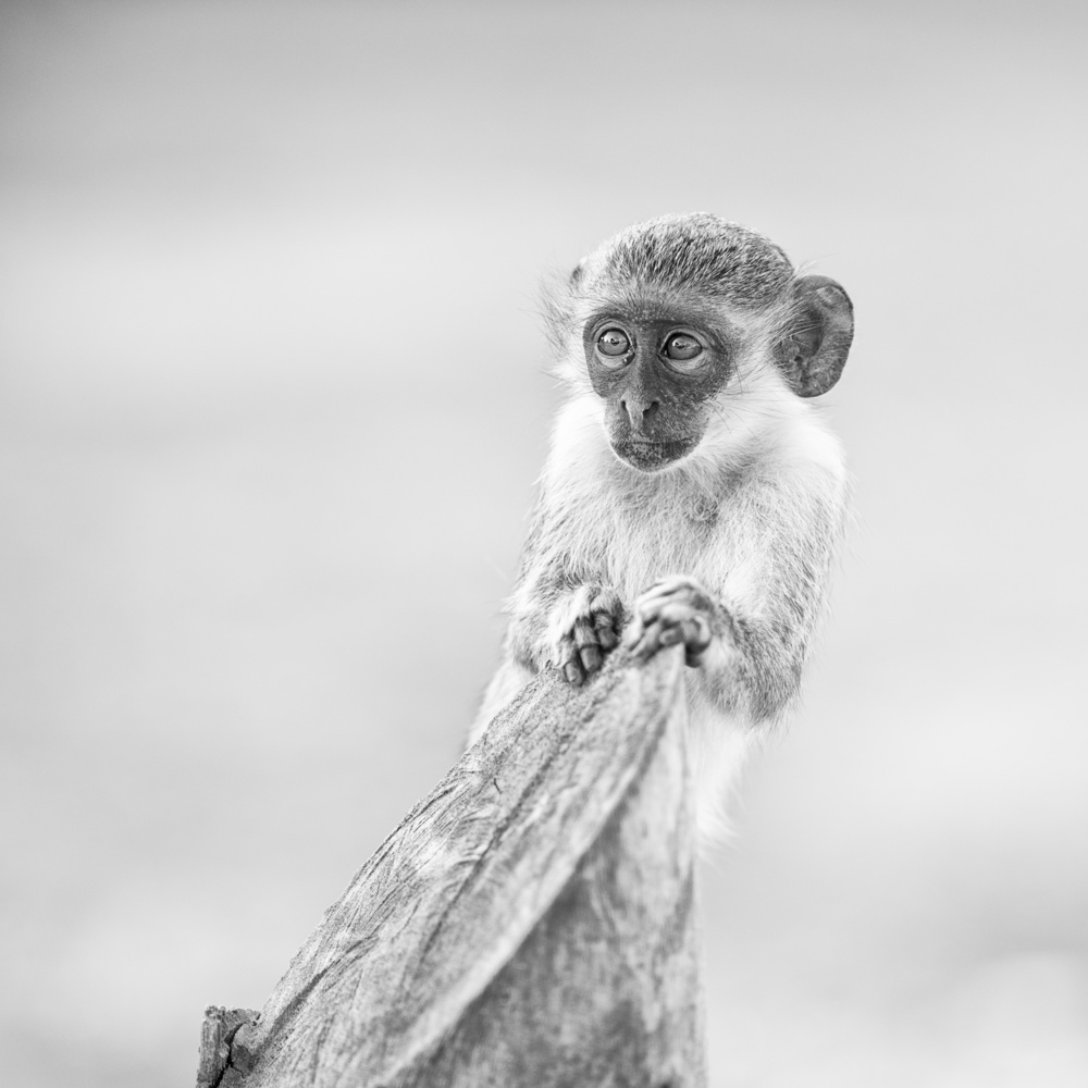 Monkey Portrait von Lukasz Kaluza