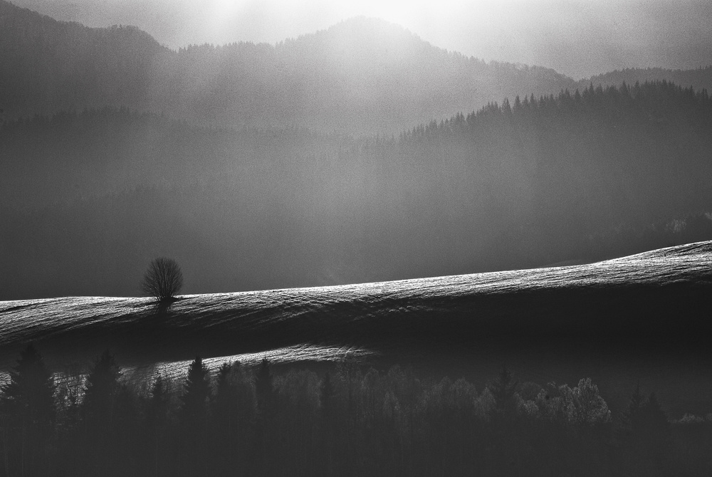 Lonely Tree von Lukasz Kaluza