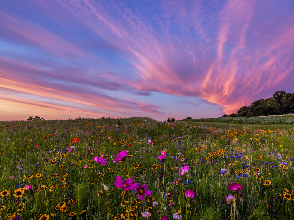 Rosy Flower Field von Luying