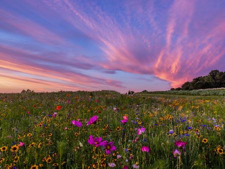 Rosy Flower Field