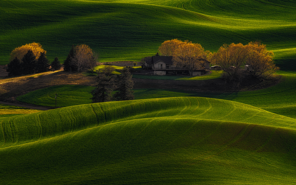 Farmland Golden Light von Lydia Jacobs