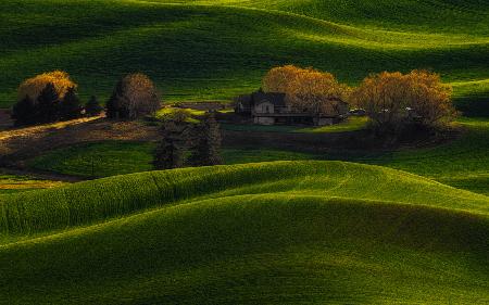 Farmland Golden Light