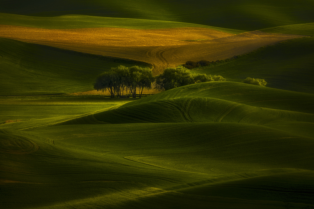 Tree in the field von Lydia Jacobs