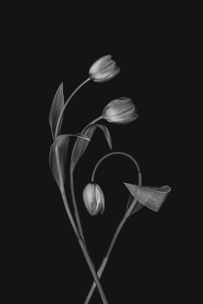 Bending Tulips von Lydia Jacobs