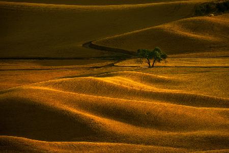 Golden Field Lonely Tree