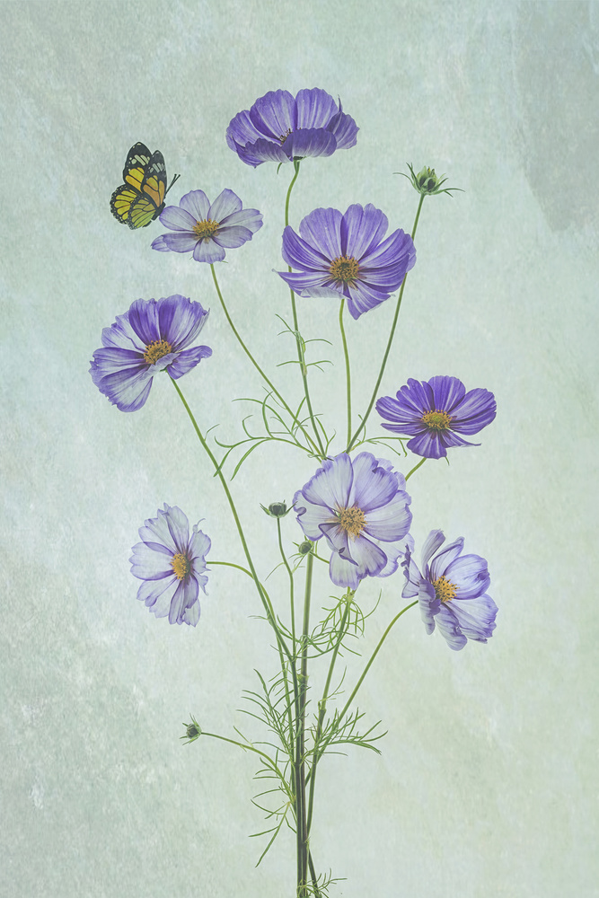 Elegant Cosmos Flowers von Lydia Jacobs