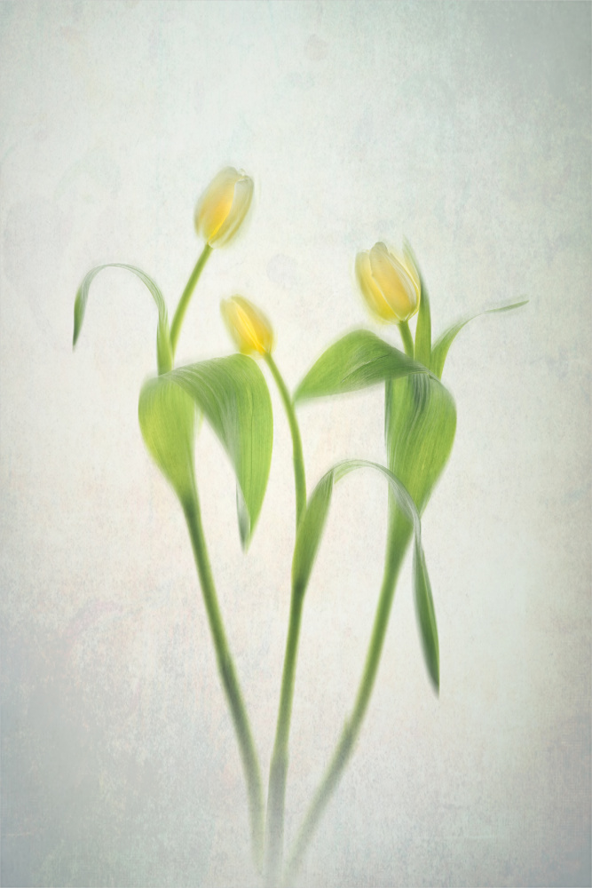 Yellow Tulips von Lydia Jacobs