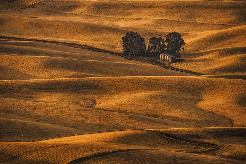 Golden Field von Lydia Jacobs