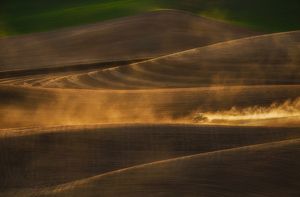 Golden Light over Wheat Field von Lydia Jacobs