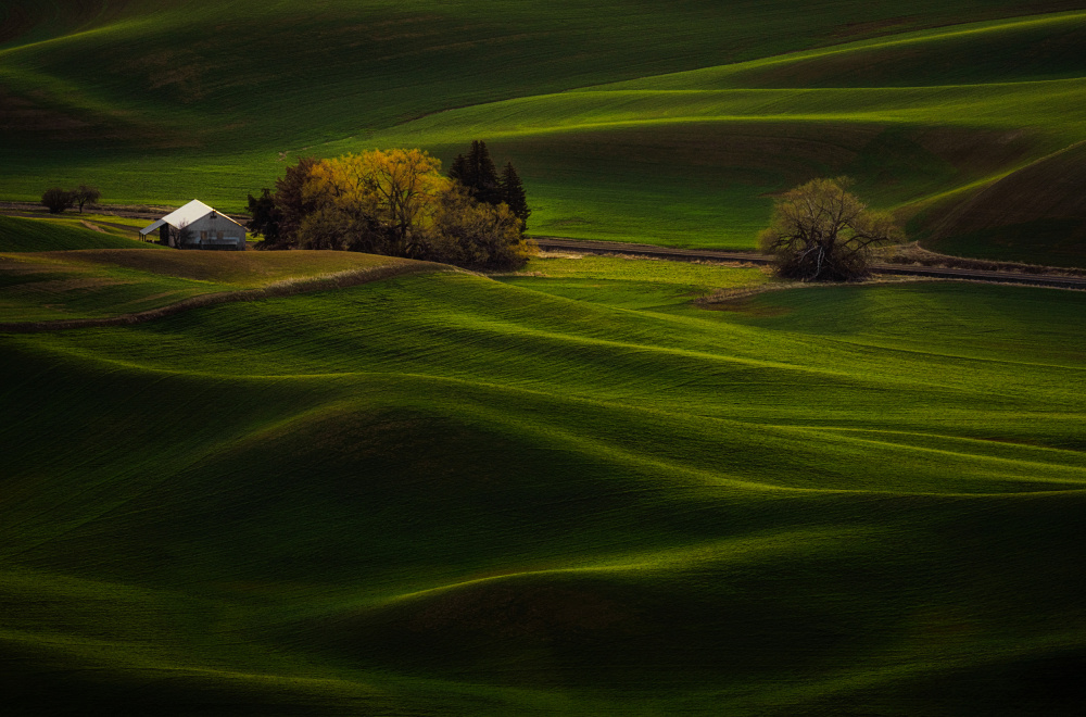 Green Waves von Lydia Jacobs