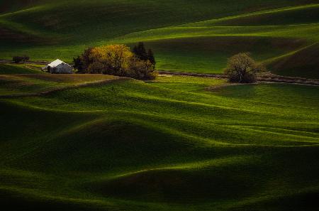 Green Waves