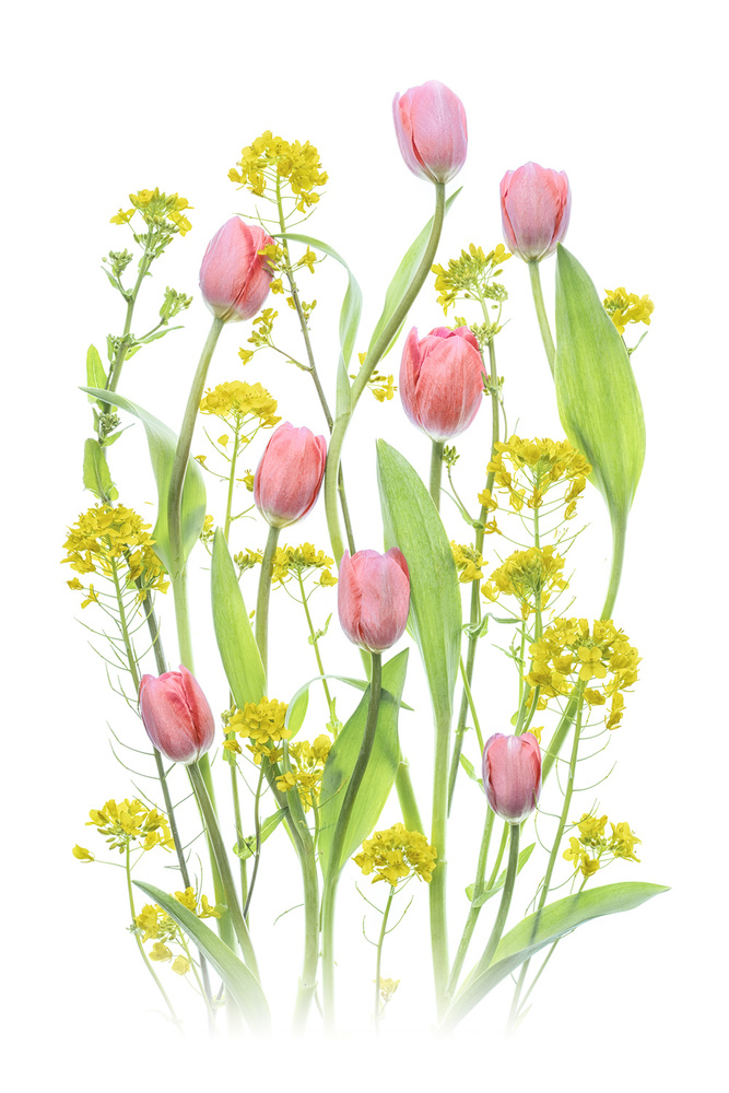 Bright Spring Flowers von Lydia Jacobs