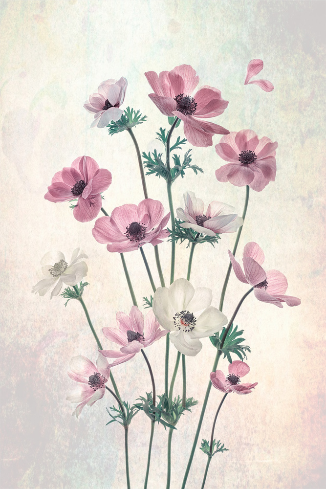 Pretty Dancing Poppies von Lydia Jacobs