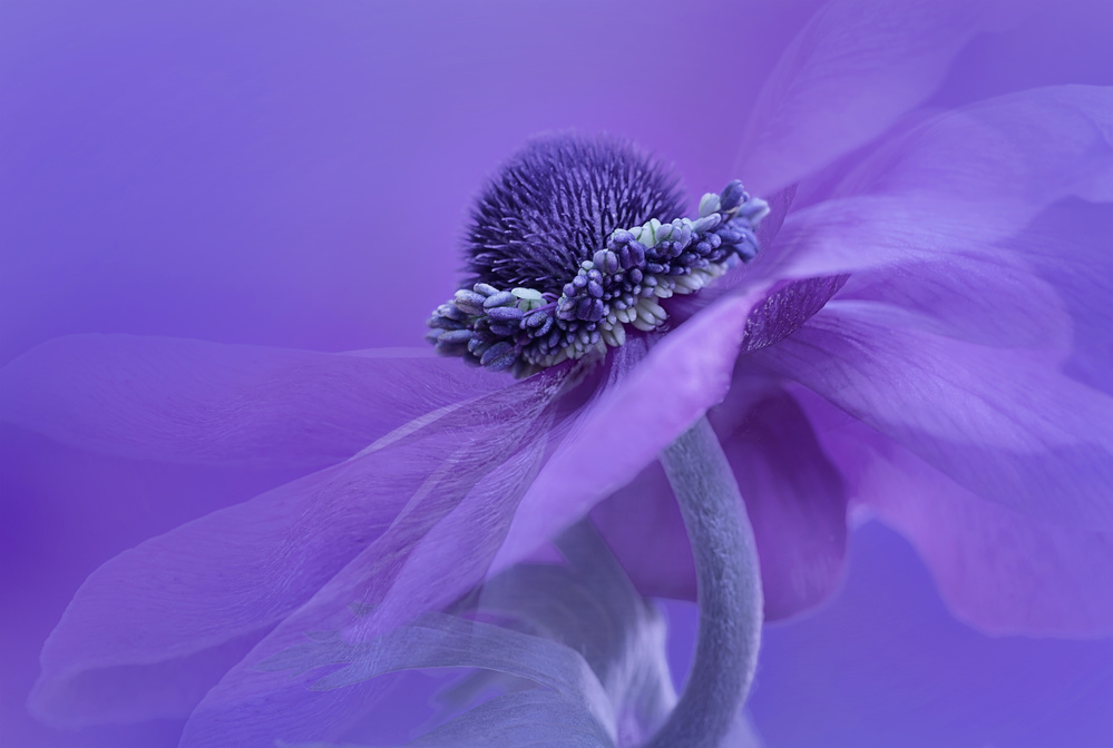 Purple Anemone von Lydia Jacobs