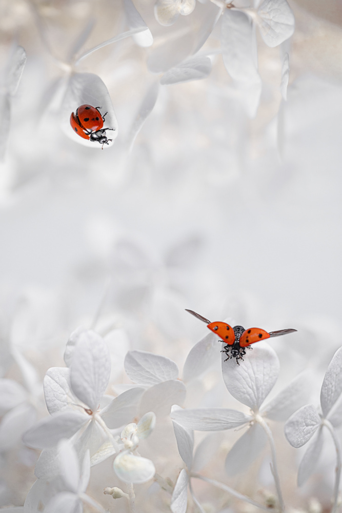 Ladybug Among Flowers von Lydia Jacobs