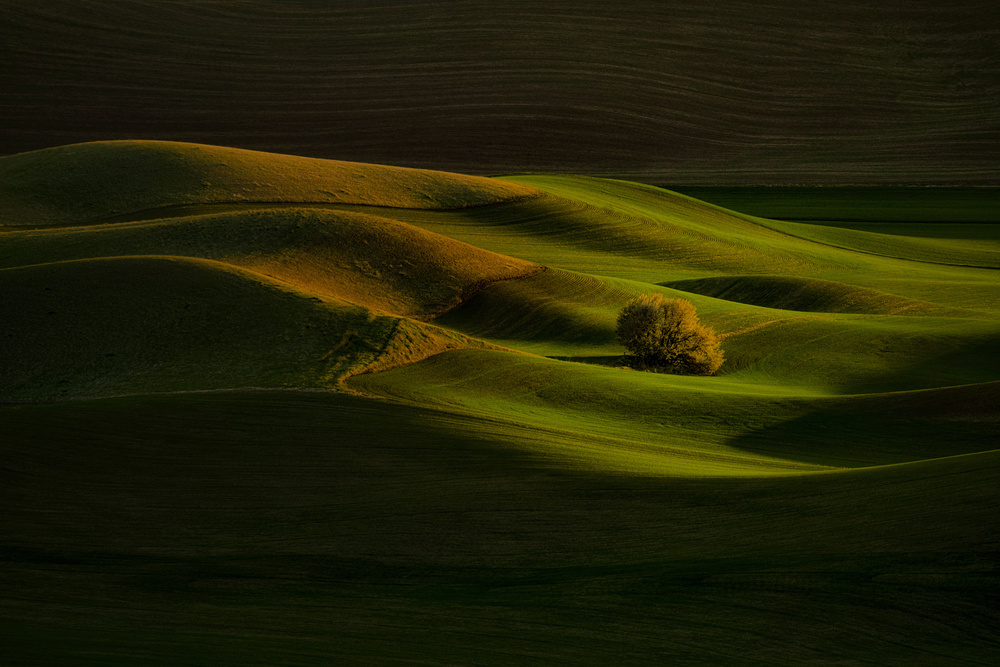 Solo Tree von Lydia Jacobs