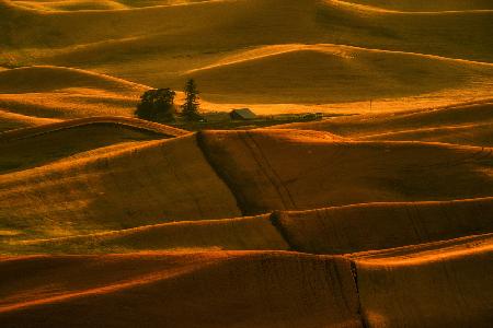 Sunlight over golden hills