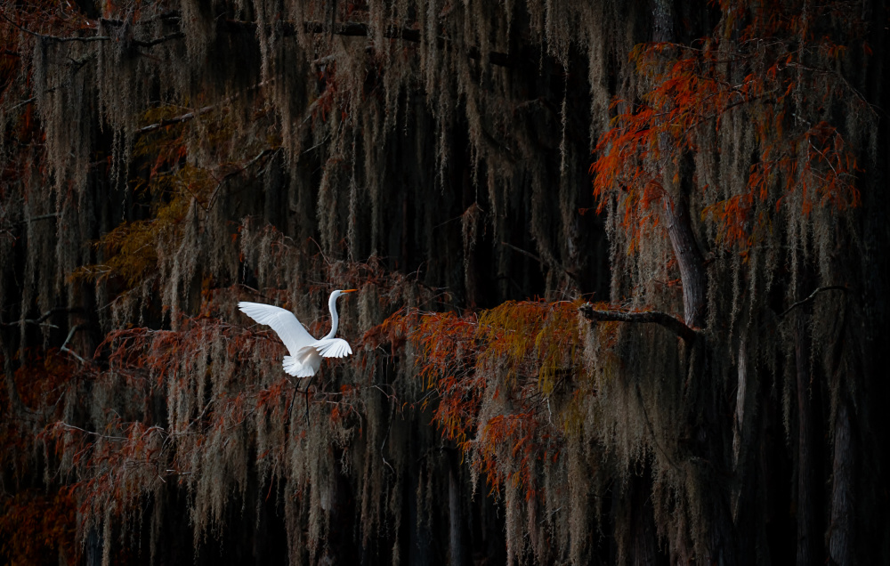 Dance of Autumn von Lydia Jacobs