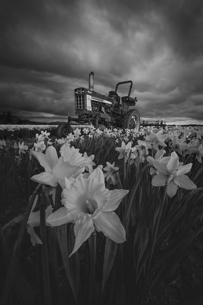 Tractor in Daffodils von Lydia Jacobs