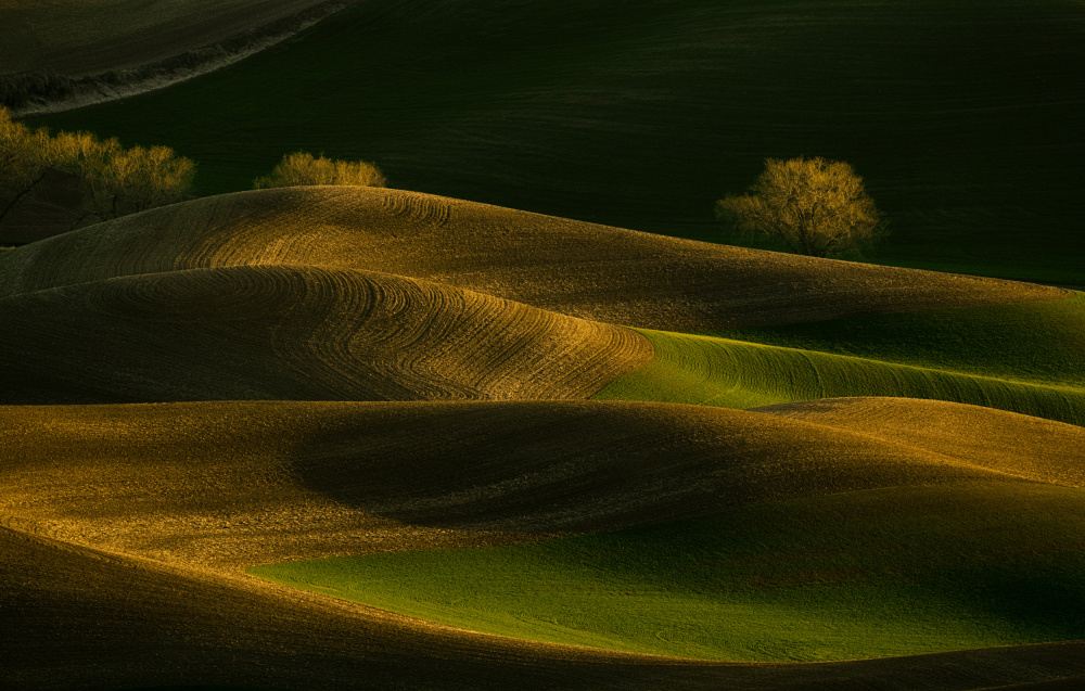 Sunset Wheat Field von Lydia Jacobs