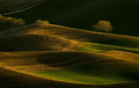 Sunset Wheat Field