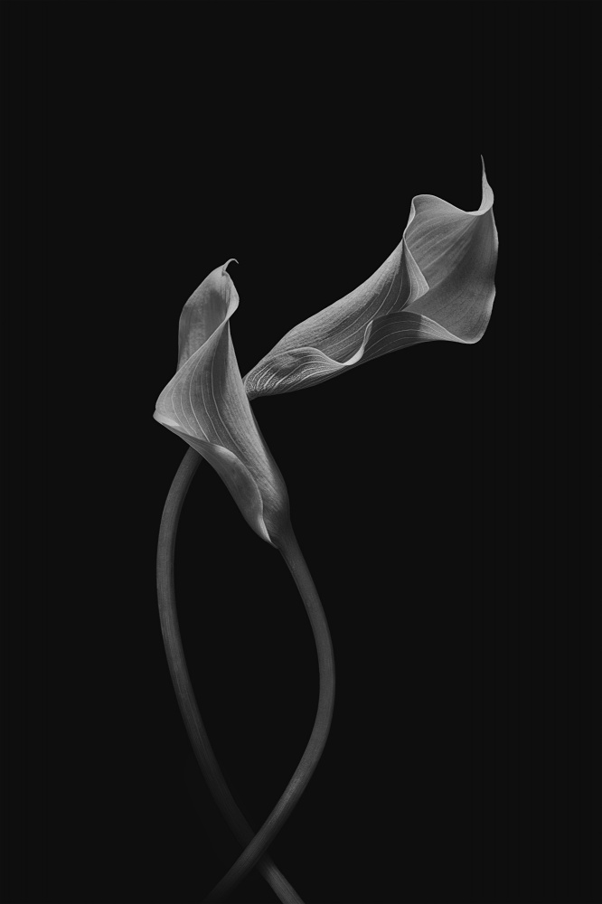 Two Loving Calla Lilies von Lydia Jacobs