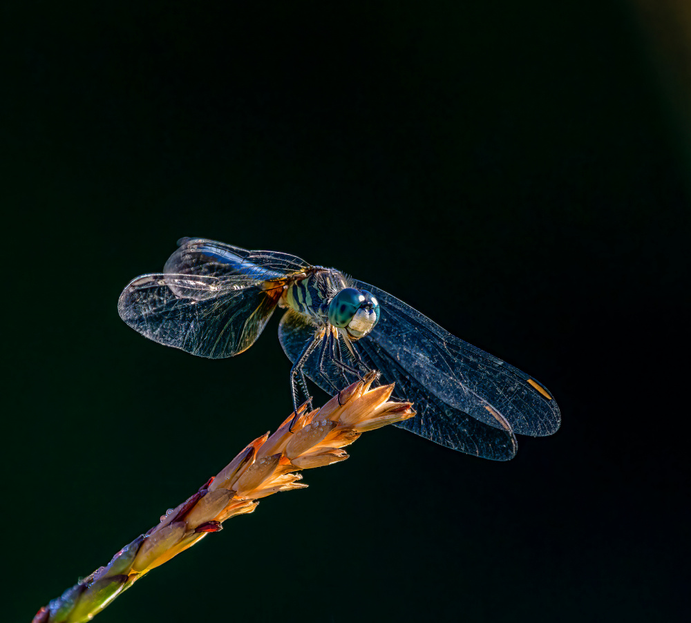 Blue Dasher Dragonfly von Macro and nature photography