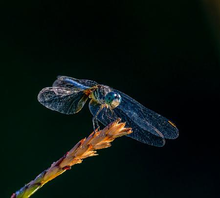 Blue Dasher Dragonfly