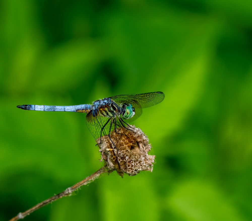 Blue dasher dragonfly von Macro and nature photography