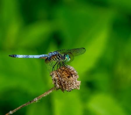 Blue dasher dragonfly