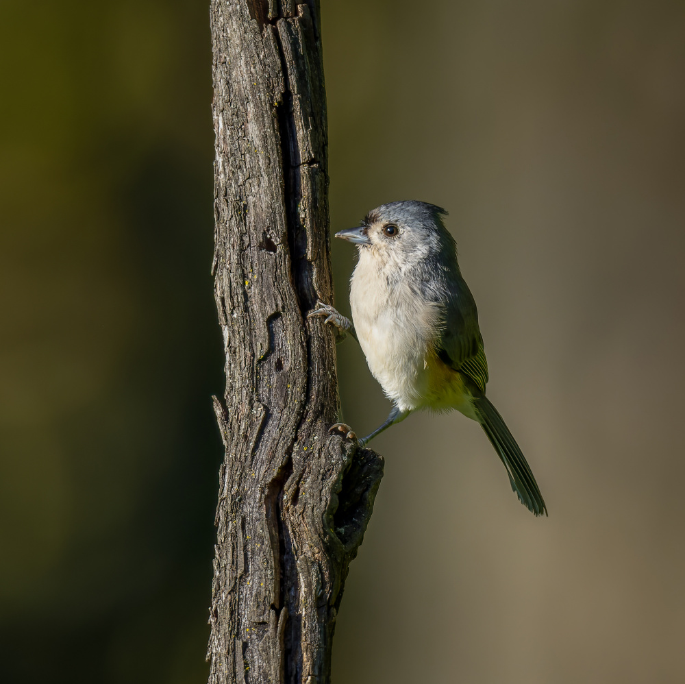 Tufted titmouse von Macro and nature photography