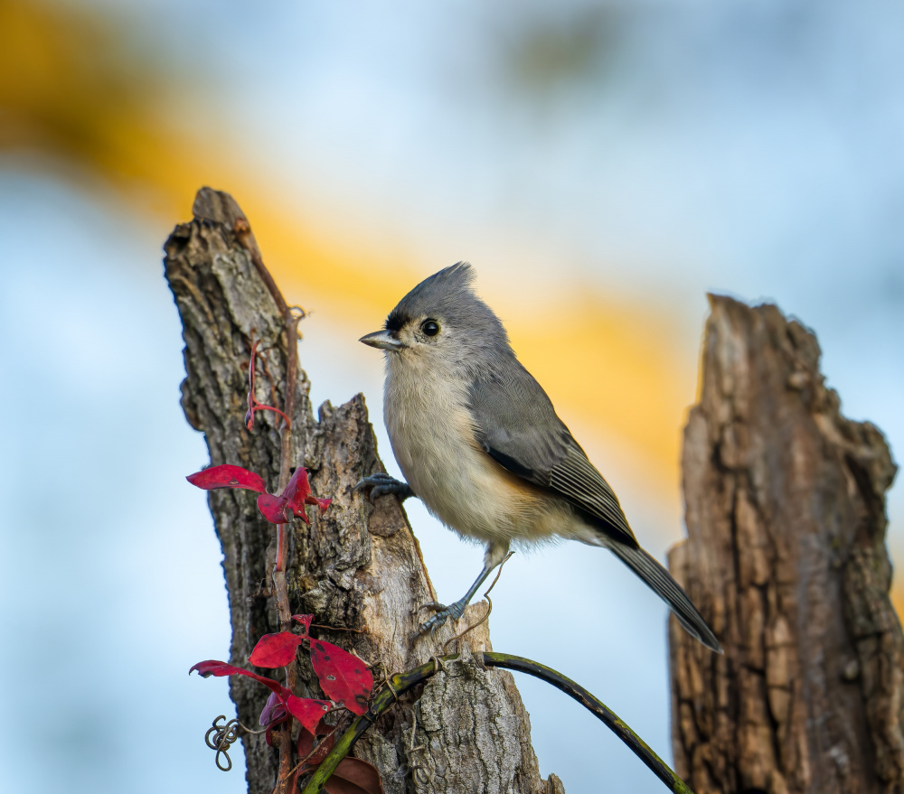 	 Tufted titmouse von Macro and nature photography