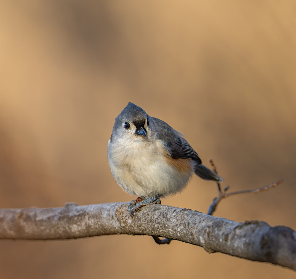 Tufted titmouse von Macro and nature photography