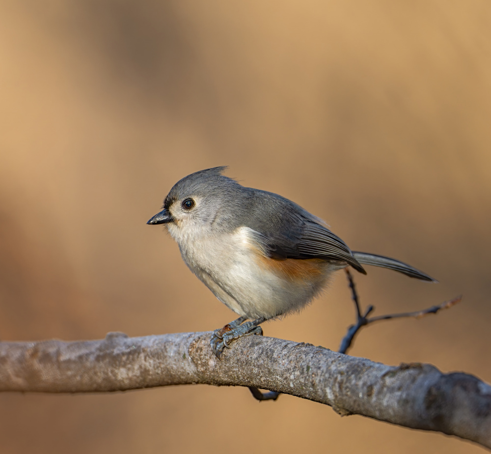 Tufted titmouse von Macro and nature photography