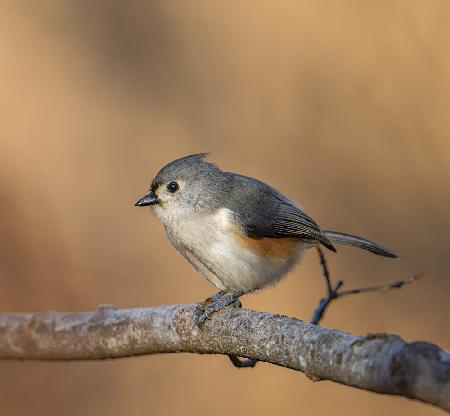 Tufted titmouse