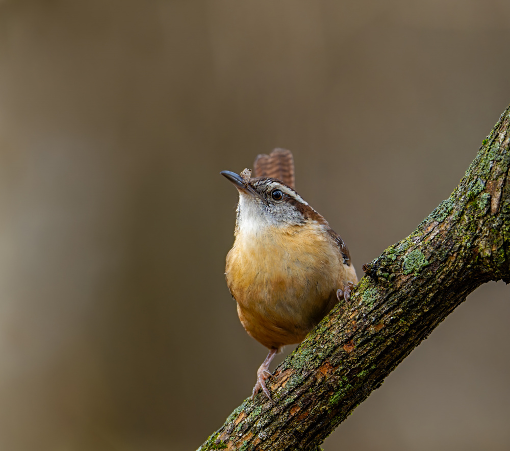 Carolina wren von Macro and nature photography