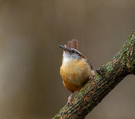 Carolina wren