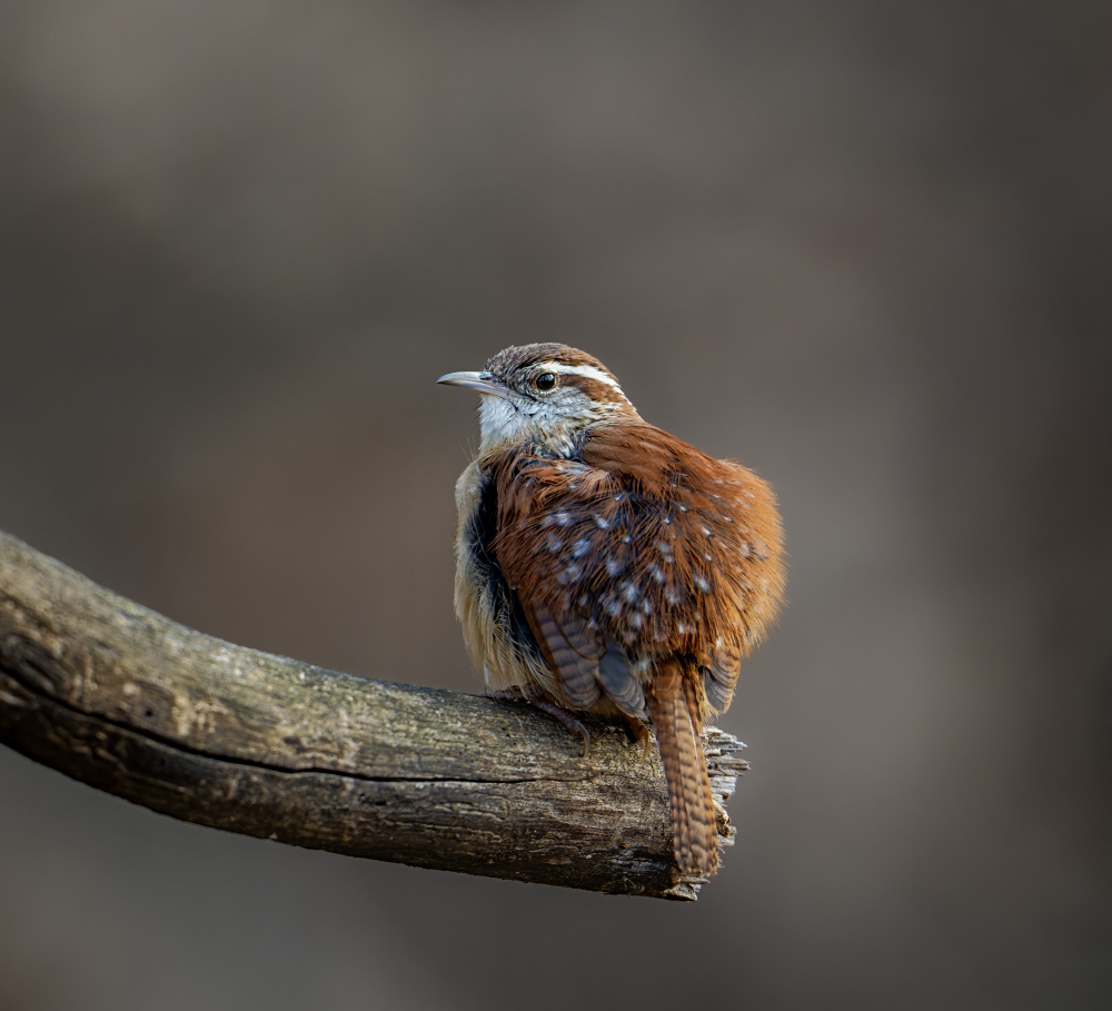 Carolina wren von Macro and nature photography