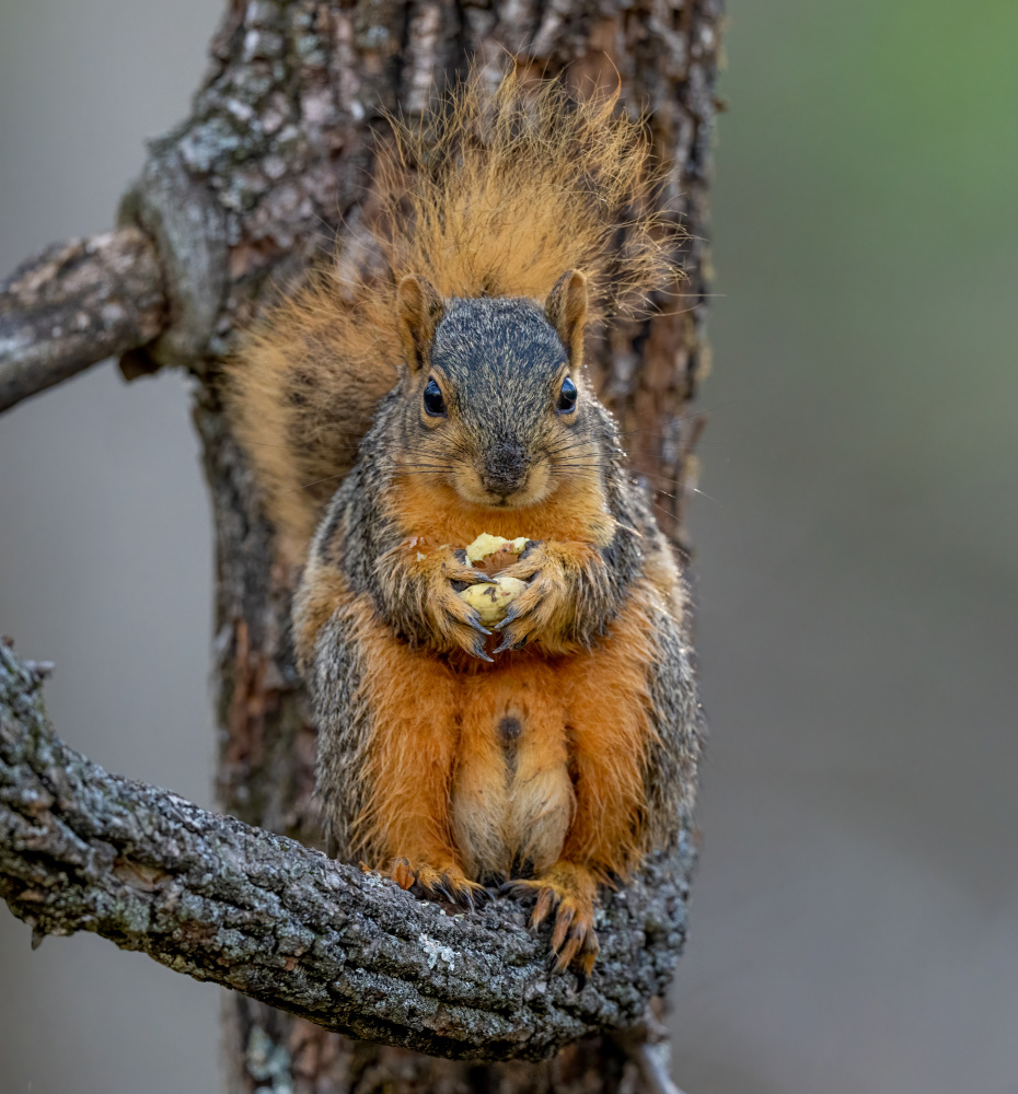 Fox squirrel von Macro and nature photography