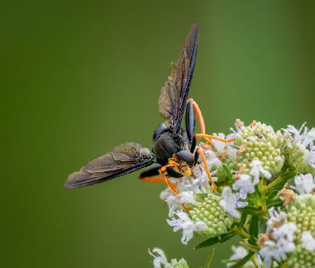 Golden legged Mydas fly