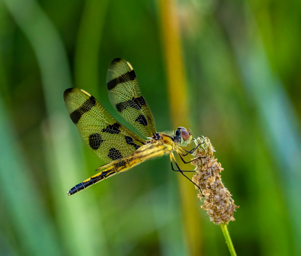 Halloween pennant von Macro and nature photography