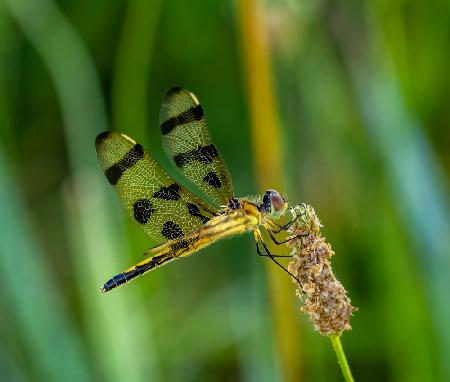 Halloween pennant