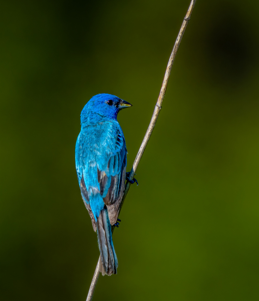 Indigo bunting von Macro and nature photography