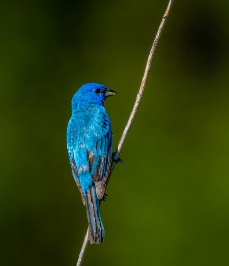 Indigo bunting