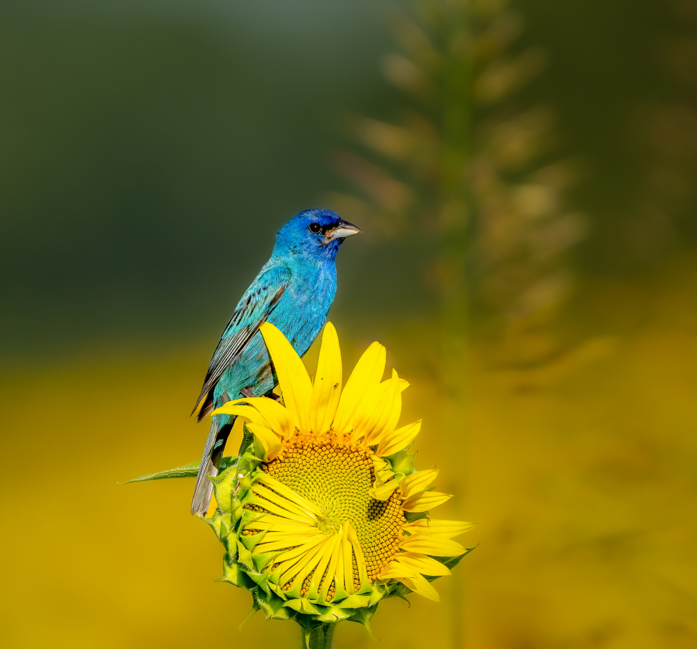 Indigo bunting von Macro and nature photography